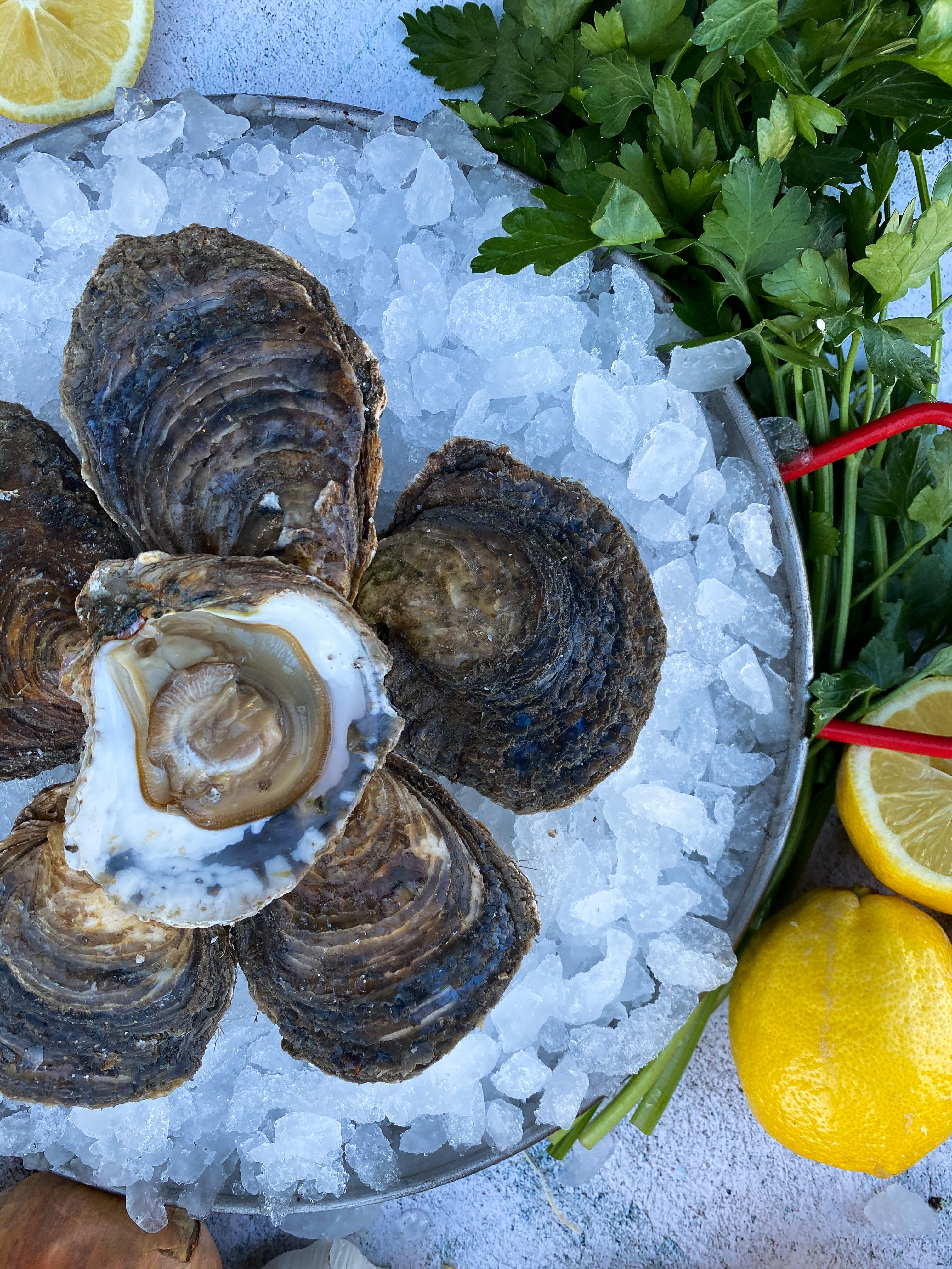 oysters, meat bakery dairy product page